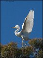 _1SB5381 snowy egret fledge testing wings